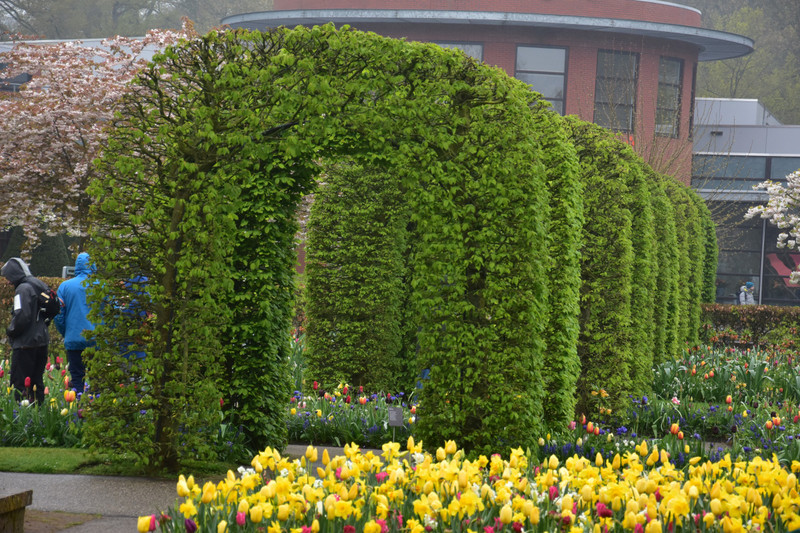 Topiary Arches