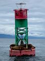Sea Lion Buoy