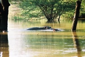 Lake Baringo Hippos