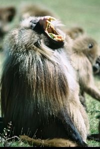 Gelada baboons Take III