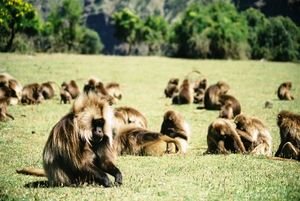 Gelada baboons Take IV
