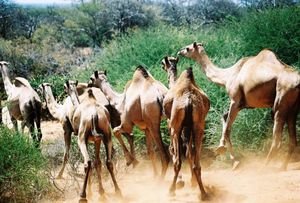 Camels on the run - northern Kenya
