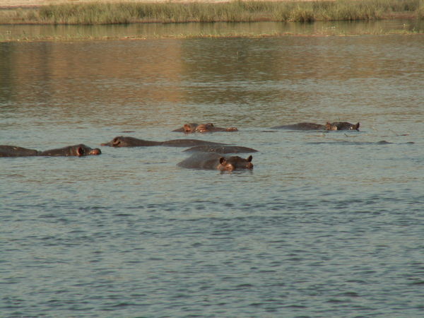 Submerged Hippos