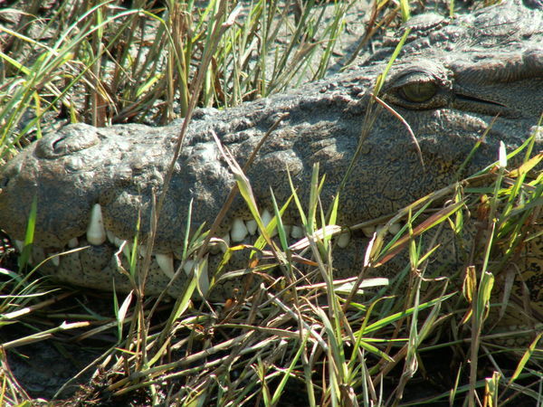 Contented croc
