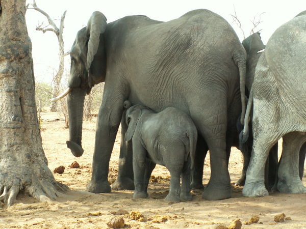 Baby elephant feeding