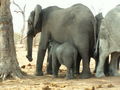 Baby elephant feeding