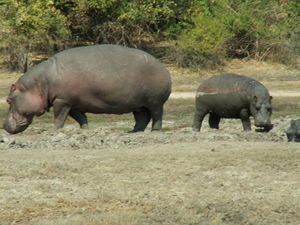 Hippos on land