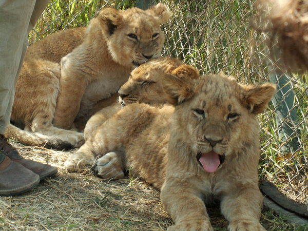 Sleepy cubs