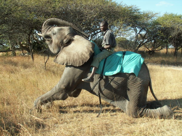 Elephant  Safari
