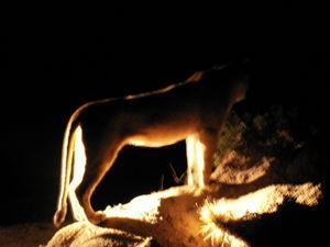 Lion by night