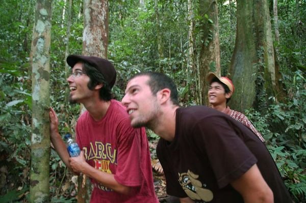 Orangutan Spotting...