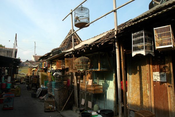 Bird Market