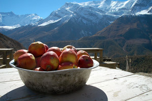 Apples? In the Himalayas?
