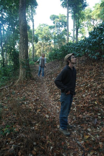 walking in a coffee plantation
