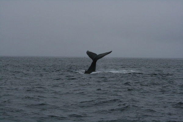 Flapping whale.