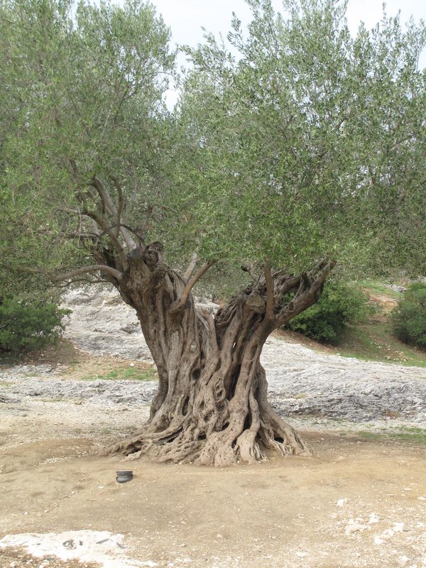 1000 year old olive tree at Pont du Gard, Provence. France