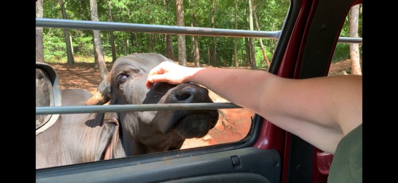 Petting a water buffalo