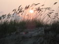 Sunset Beach Sea Grass