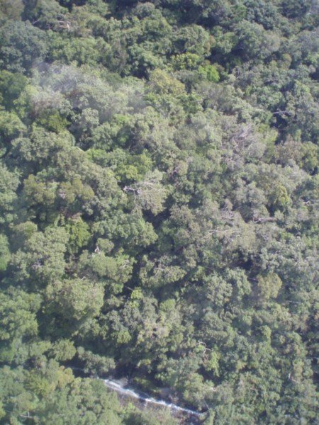 Foret vierge - Rainforest