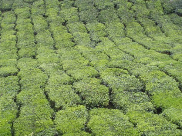 Plantation de the - Tea plantation