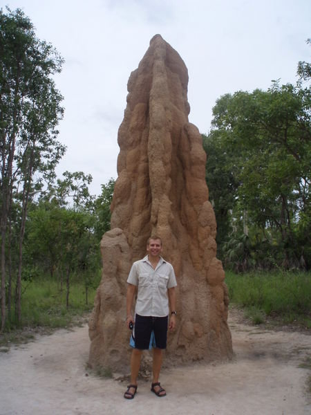 Termitiere - Termite mound