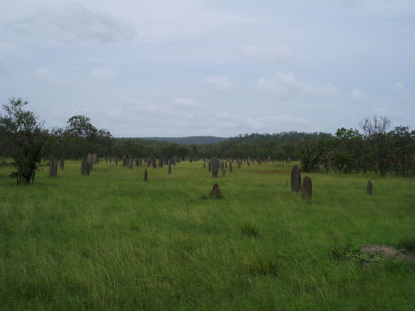 Termitieres magnetiques - Magnetic termite mounds