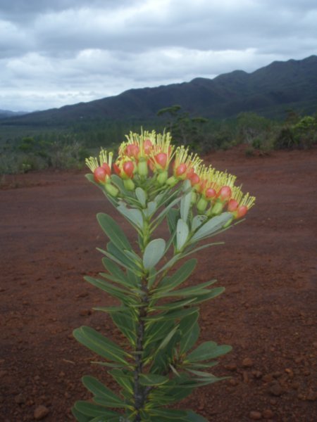 Une des plantes endemiques a la NC - One of the endemic plants of NC