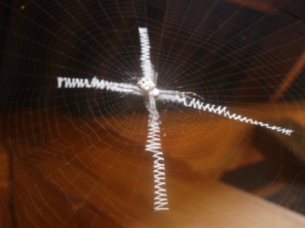 Araignee "en X" - "X" spider