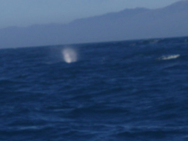 Baleine de loin - Wahle far away
