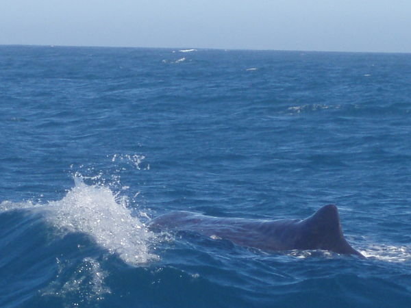 Baleine de pres - whale closer