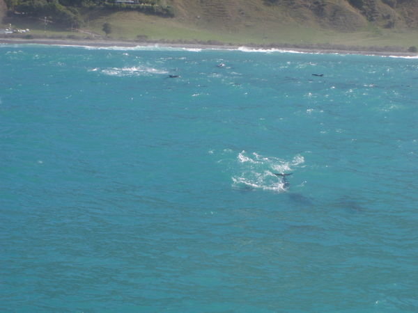 Dauphins dusky - dusky dolphins