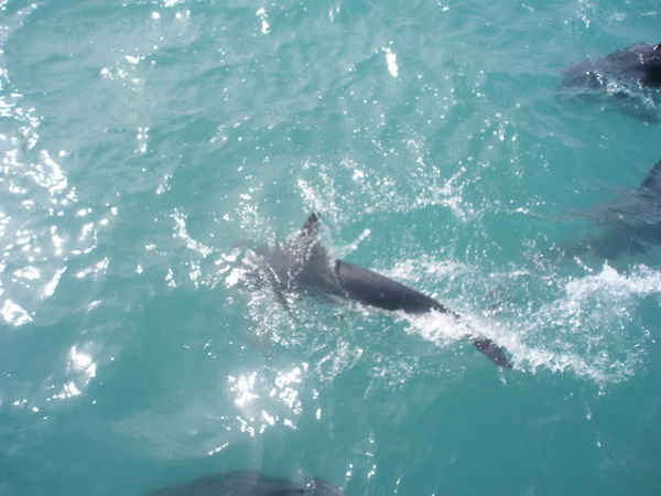 Dauphins dusky - dusky dolphins