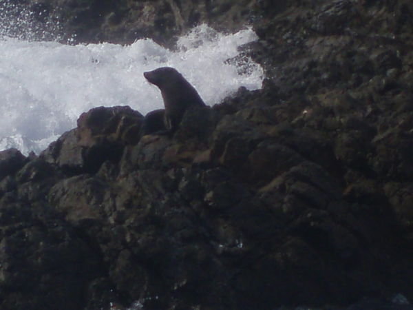 Phoque - Fur seal