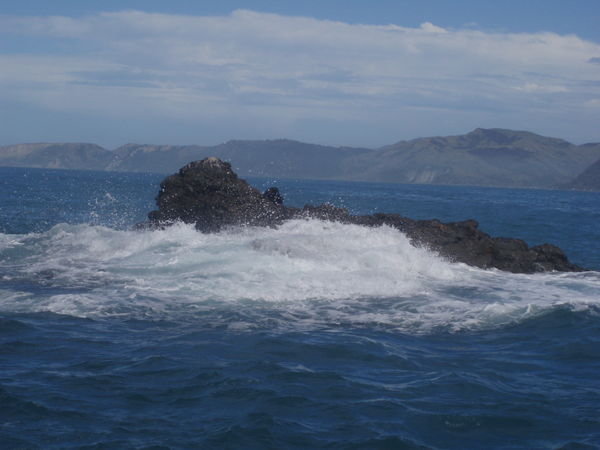 Phoque sur rocher - Fur seal on rock