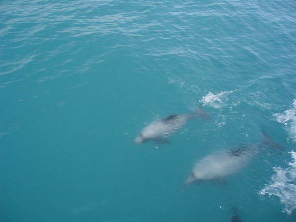 Dauphins Hectors - Hectors Dolphins