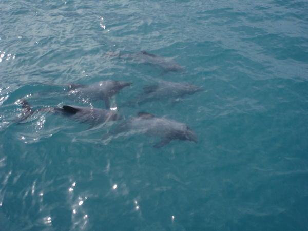 Dauphins Hectors - Hectors Dolphins
