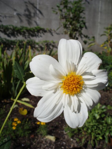 Fleur - Flower