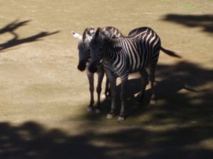 Zebres - Zebras