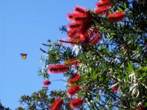 Papillon et plante - Butterfly and plant