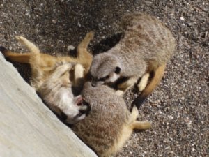 Meerkats qui jouent - Meerkats playing