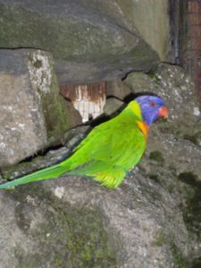 Perroquet Parakeet