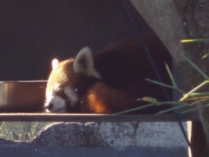 Panda rouge - Red panda