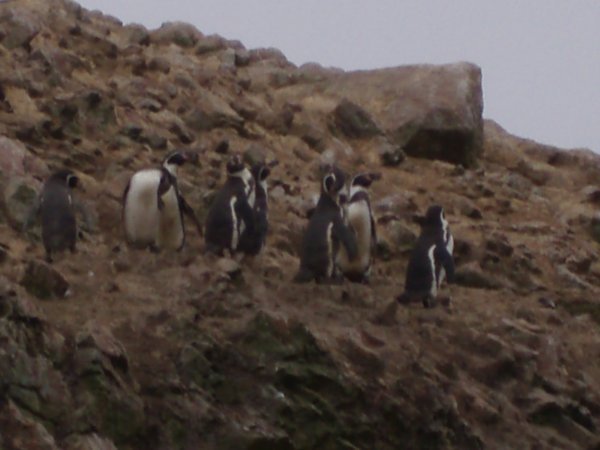 Pingouins! Penguins!