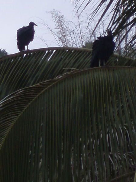 Vautours - Vultures
