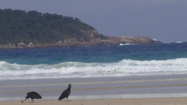 Vautours sur la plage! - Vultures on the beach!