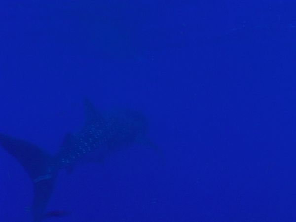 Look close: whale shark! 