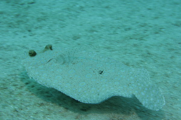 What a flounder actually looks like. 