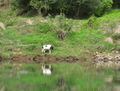 Cow on river bank