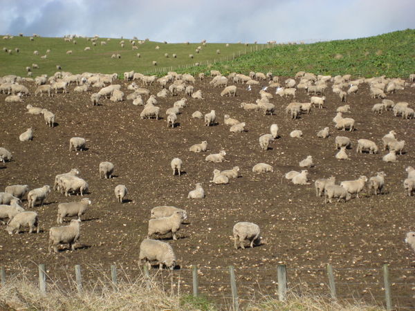 Some of the 40million sheep in NZ