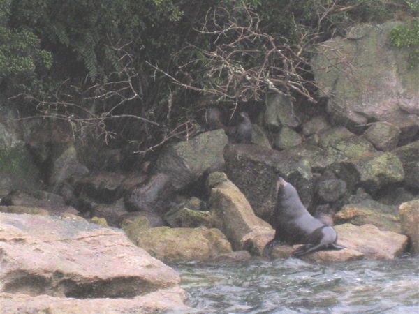 Seals along the Abel Tasman coast
